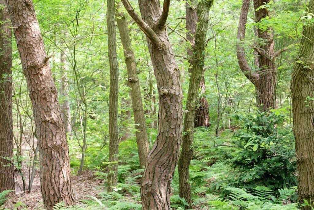 Het Boshuis Dalfsen Dış mekan fotoğraf